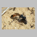 Ammophila sabulosa - Sandwespe 03e 19mm mit Clostera sp-Raupe.jpg